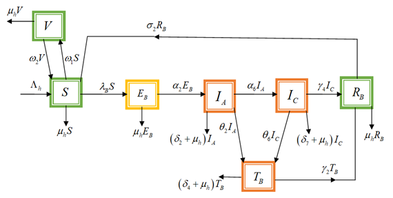 Hepatitis B Model Flow Chart