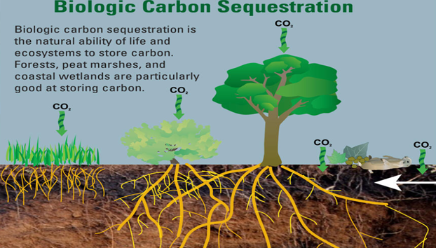 Biological Carbon Sequenstration