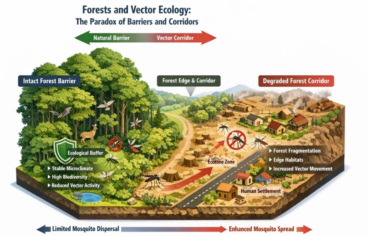 Forests and Vector Ecology