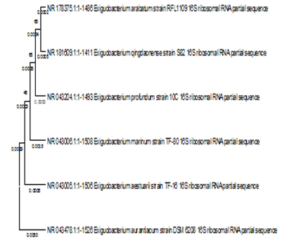 Phylogenetic Tree of Exiguobacteriumprofundumbased on 16S rRNA Sequence using Neighbor Joining Method