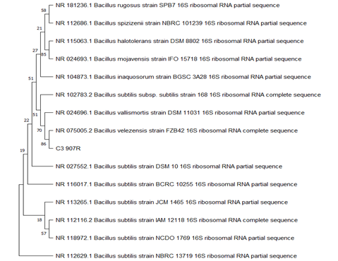 The Neighbour-joining phylogenetic dendrogram based on 16s rRNA gene sequences showing the relationship between the isolate Bacillus subtilis strain SPB7 and closest taxa from NCBI