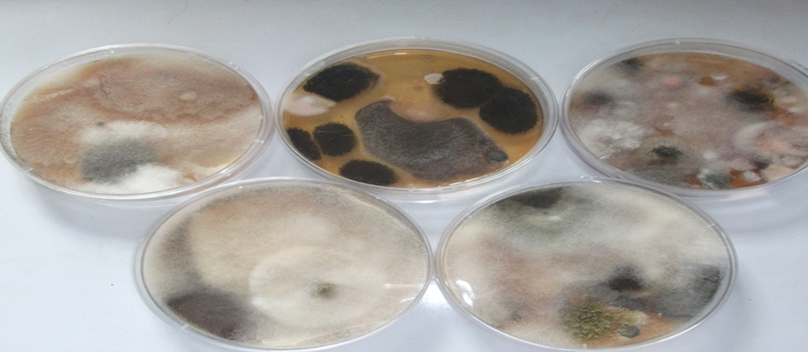 Representative culture plates of settled dust samples showing diverse morphologies