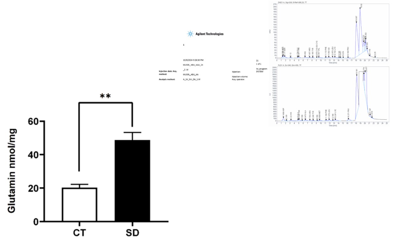 Effect MSD on SD hippocampus CA-1 glutamine concentration in CT = Experimental Control and SD = Sleep deprived. n=5, student t-test, **P<0.0012