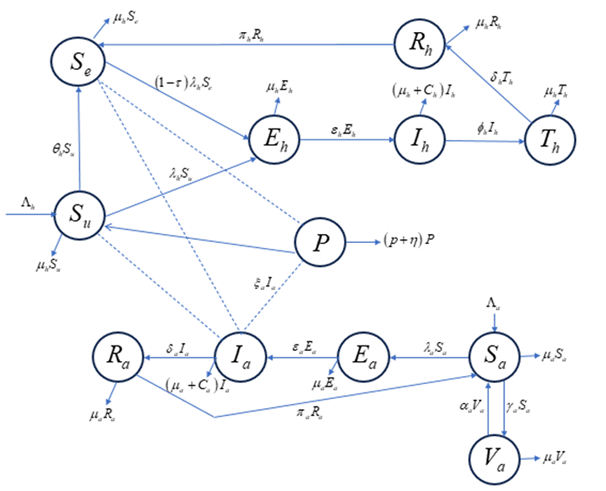 Schematic Diagram of the Model